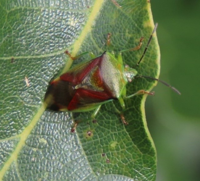 Birch Shieldbug (XElasmostethus interstinctus), Howell Wood.