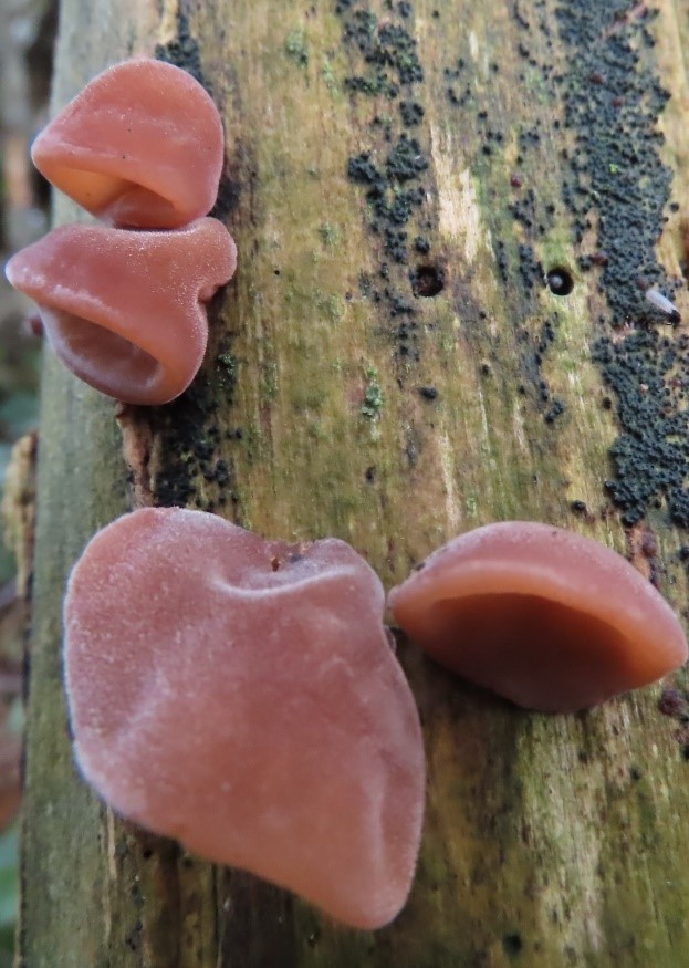 Jelly Ear fungus, (Auricularia auricula-judae), on Elder