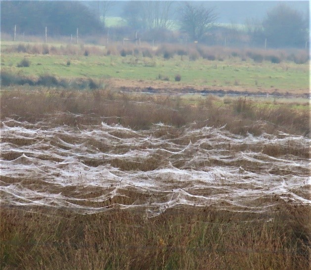 Layers of spider webs. RSPB Adwick Washlands.