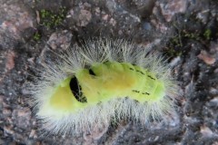 Pale Tussock Moth (caterpillar)