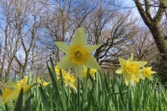 Wild-Daffodils-1