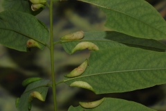 Obolodiplosis robiniae Robinia 2 pseudoacacia