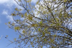 Ash (Fraxinus excelcior), Grove Park, Doncaster
