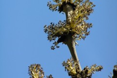 Ash (Fraxinus excelsior), Grove Park, Doncaster