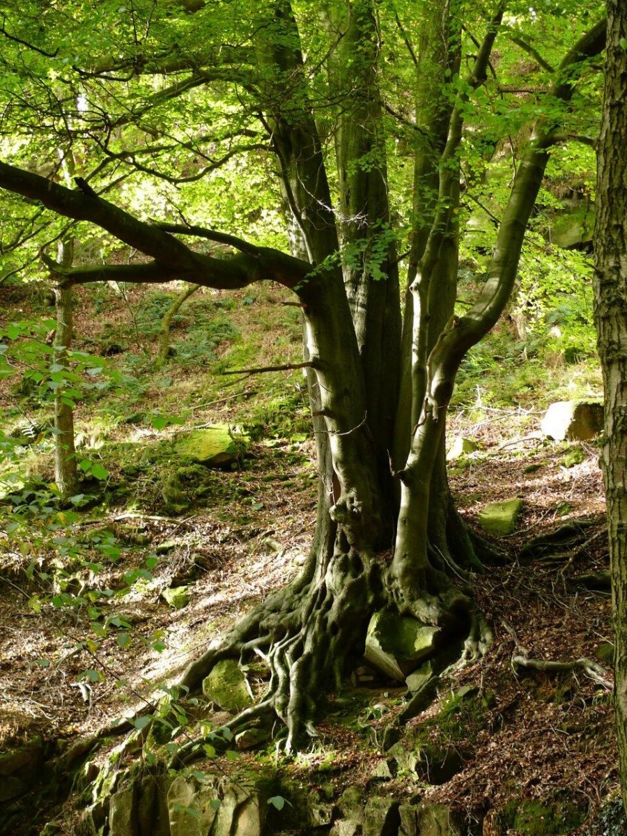 Beech (Fagus sylvatica), Grindleford, Derbyshire