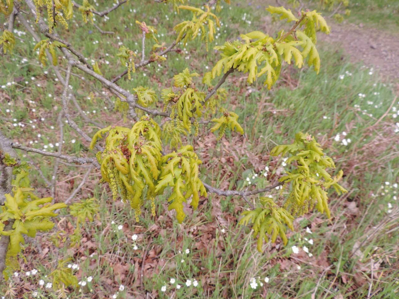 Pedunculate Oak (Quercus robur), Shaw Wood, Doncaster
