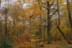 Beech (Fagus sylvatica), Sandal Beat Wood, Doncaster