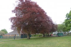 Copper Beech (Fagus sylvatica f purpurea), Grove Park, Doncaster.