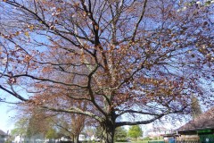 Copper Beech (Fagus sylvatica f purpurea), Grove Park, Doncaster