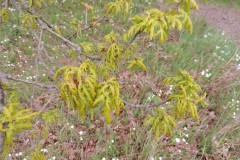 Pedunculate Oak (Quercus robur), Shaw Wood, Doncaster