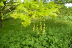 Pendunculate Oak (Quercus robur), The Marsh, Dinnington.