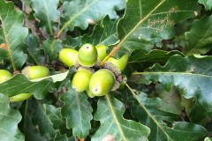 Sessile oak (Quercus petraea), Austerfield