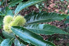 Sweet Chestnut (Castanea sativa), Grove Park, Doncaster