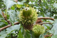 Turkey Oak (Quercus cerris), Blaxton, Doncaster.