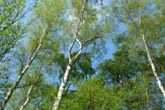 Silver Birch (Betula pendula), Potteric Carr, Doncaster