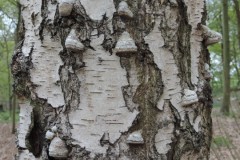 Silver Birch (Betula pendula), Sandal Beat Wood, Doncaster