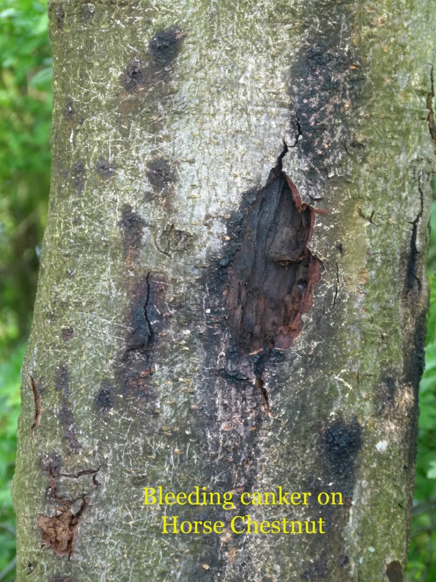 Horse Chestnut (Aesculus hippocastanum), Bleeding canker on trunk, Pugney's Country Park
