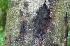 Horse Chestnut (Aesculus hippocastanum), Bleeding canker on trunk, Pugney's Country Park