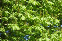 Horse Chestnut (Aesculus hippocastanum), Grove Park, Doncaster