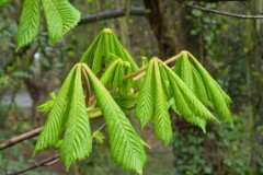 Horse Chestnut (Aesculus hippocastanum), Grove Park, Doncaster
