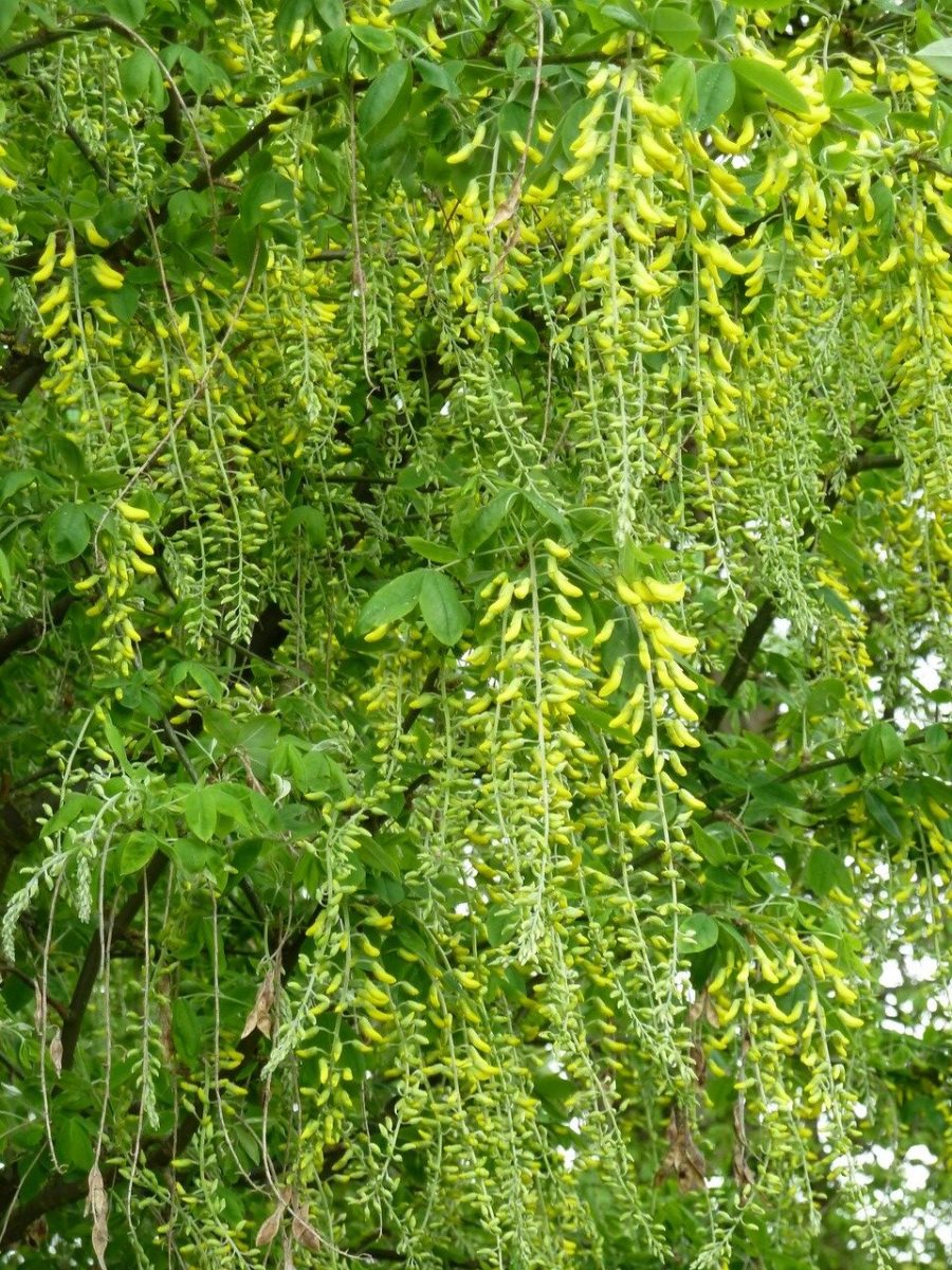 Common laburnum (Laburnum anagyroides), Grounds of Doncaster Royal Infirmary.