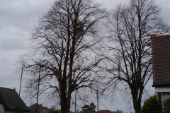 Mistletoe (Viscum album), near Bawtry Road, Doncaster.