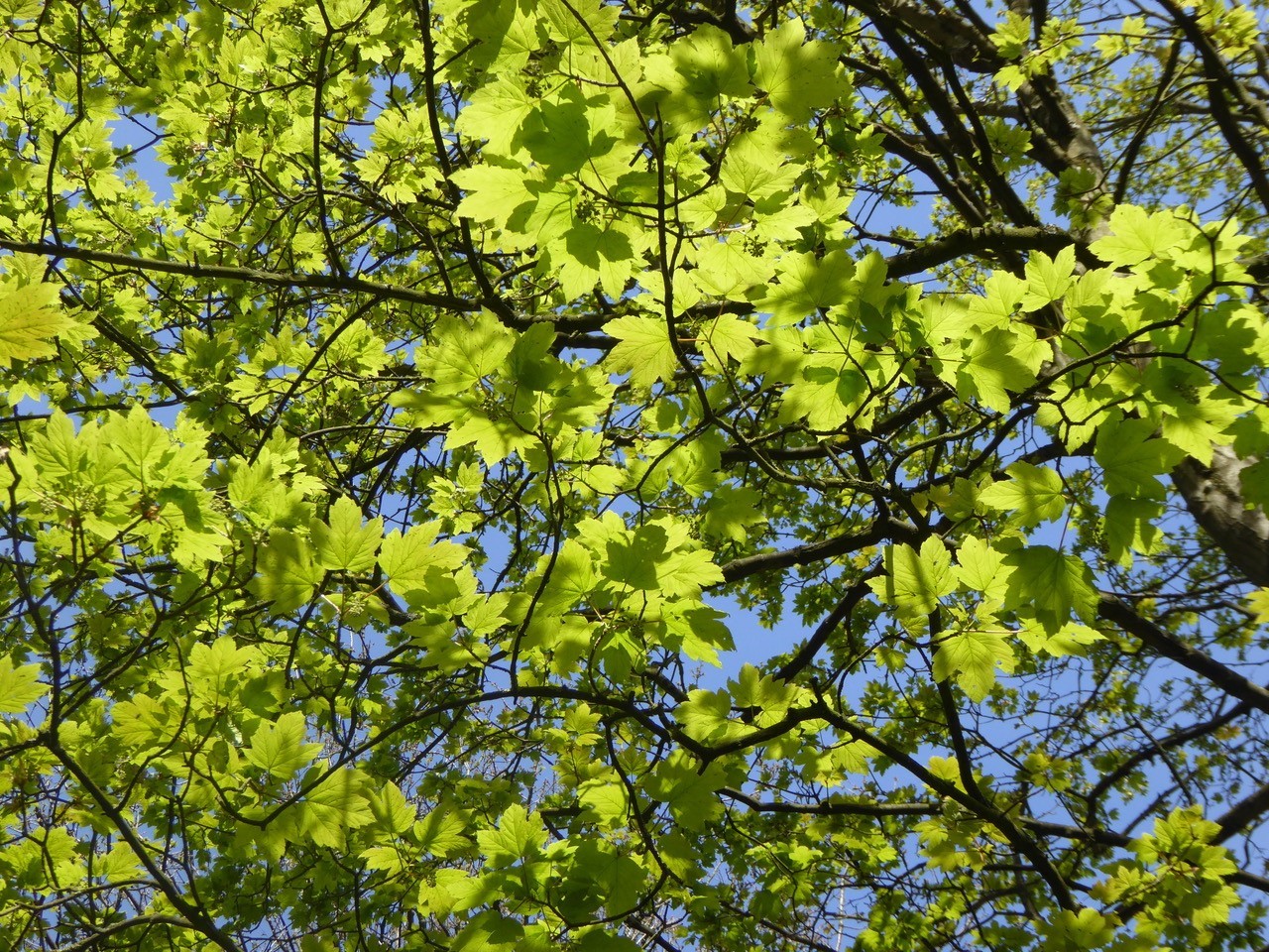 Sycamore (Acer pseudoplatanus), Grove Park, Doncaster
