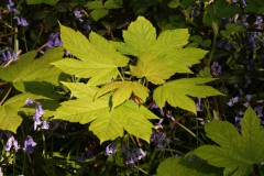Sycamore (Acer pseudoplatanus), Shaw Wood, Armthorpe