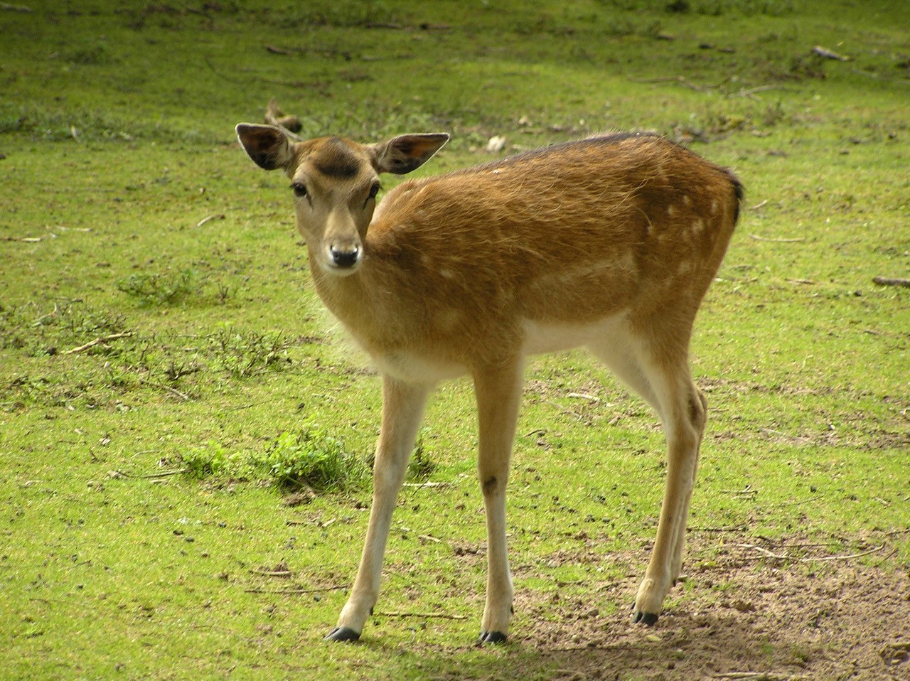 Fallow Deer (Dama dama), Wetlands Animal Park, Retford