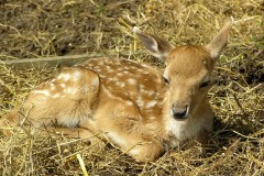 Fallow Deer (Dama dama), Wetlands Animal Park, Retford