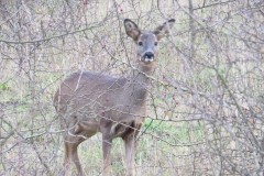 Roe Deer (Capreolus capreolus), in Brodsworth Community Woodland.