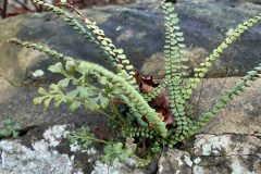 Wall-rue and Maidenhair Spleenwort in the limestone wall of Owston Hall, Owston village.